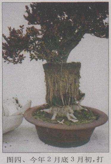 打开盆景塑料盆