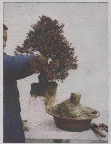 盆景锯截断主干