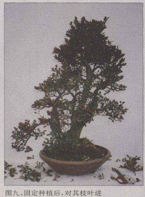 盆景固定种植后