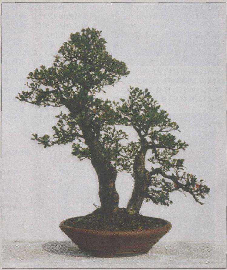 为使盆面有起伏变化