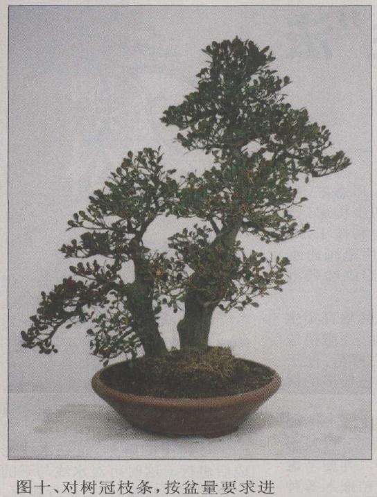 盆景对树冠枝条