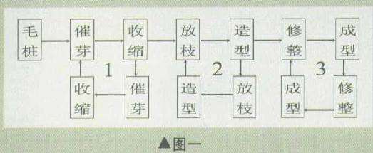 图解 柏树盆景怎么造型修整的3个方法