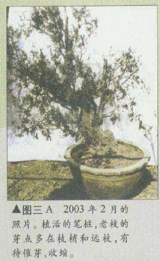 图解 柏树盆景怎么造型修整的3个方法