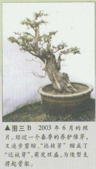 图解 柏树盆景怎么造型修整的3个方法