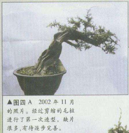 图解 柏树盆景怎么造型修整的3个方法