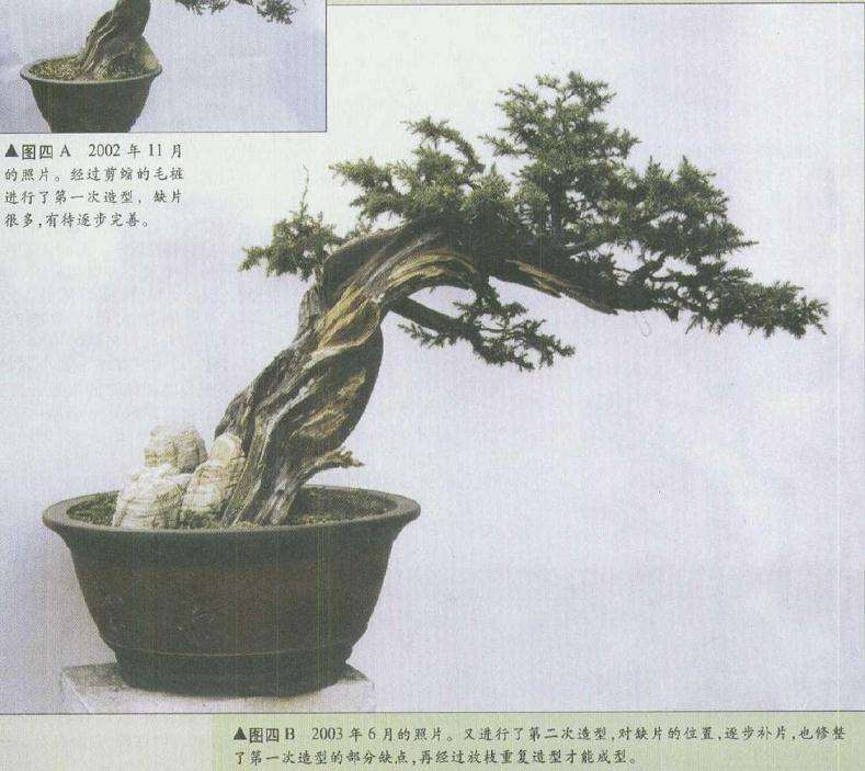 图解 柏树盆景怎么造型修整的3个方法