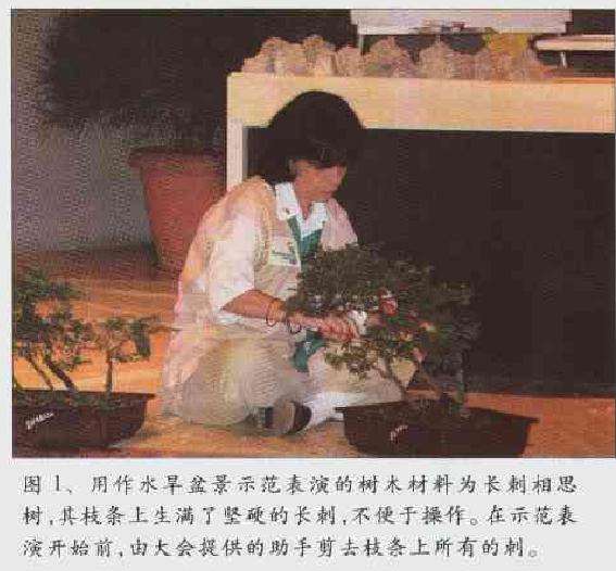 水旱盆景示范表演