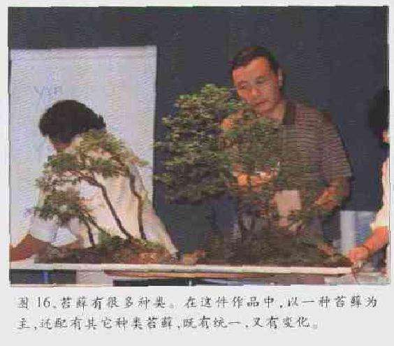 图解 2003 赵庆泉制作水旱盆景的过程