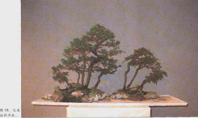 图解 2003 赵庆泉制作水旱盆景的过程