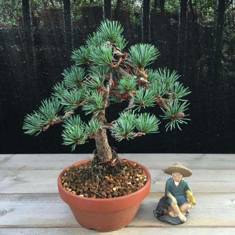 盆景该怎么用盆的4个方法