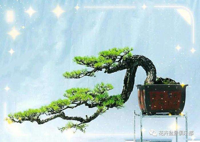 树桩盆景用盆的规格有哪些