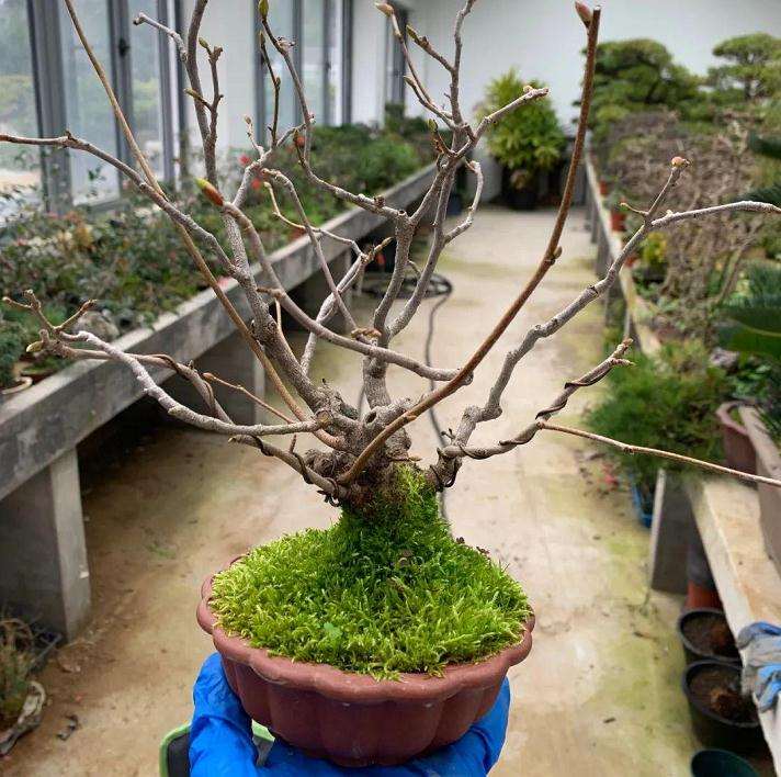 盆景怎么换盆翻盆存在的2个严重问题