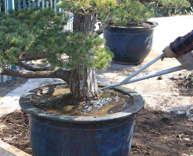 盆景施肥不当 有这3个预防措施