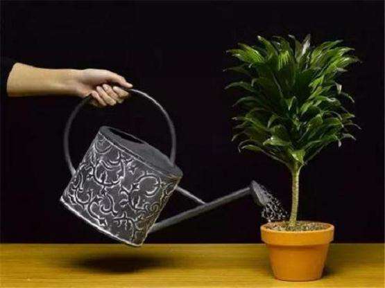 盆景树木怎么浇水的6个方法