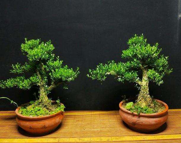 盆景树木怎么浇水的6个方法