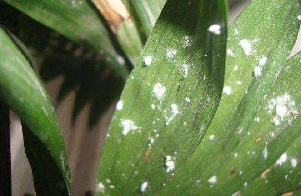 盆景病虫防治不力