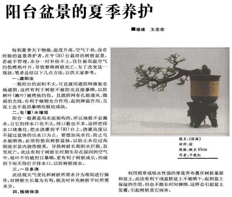 阳台盆景怎么夏季养护的3个方法