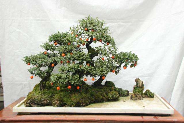 金弹子盆景怎么授粉挂果的3个方法