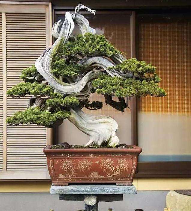 对舍利干盆景的3个深层思考