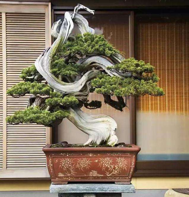 为什么舍利干是发展精品盆景的必然产物