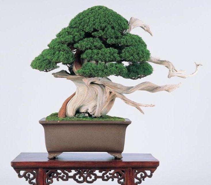 为什么舍利干是发展精品盆景的必然产物