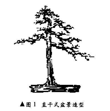 干式盆景的树木