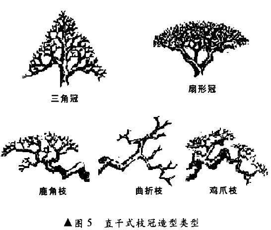 盆景枝片、顶片造型
