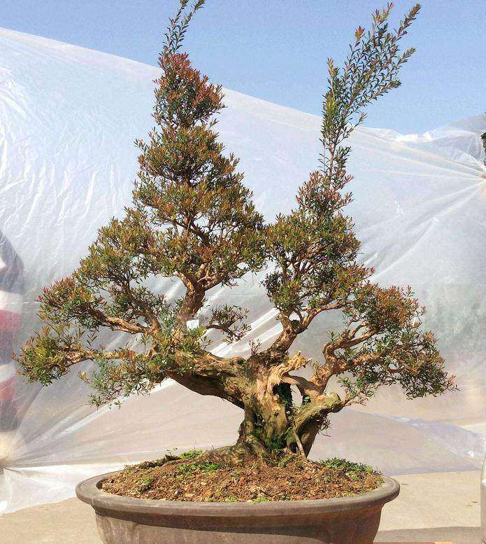 赤楠盆景怎么修枝整形的方法