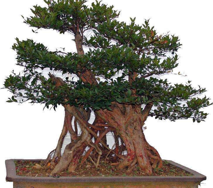 赤楠盆景怎么水肥管理的方法