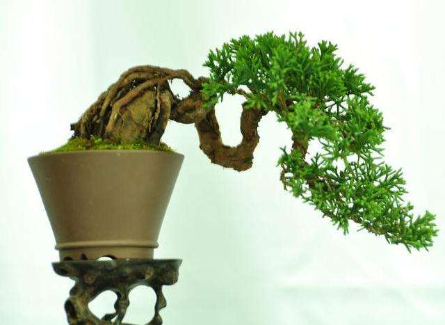 微型盆景怎么浇水的5个技术