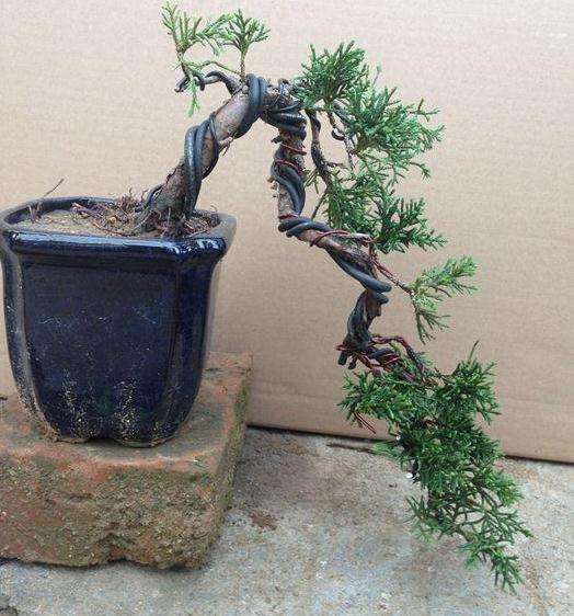 盆景图像怎么设计的方法