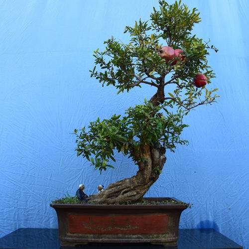 石榴盆景怎么保花保果的3个措施