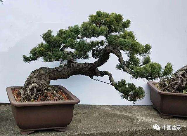 盆景如何师法自然的3个方法