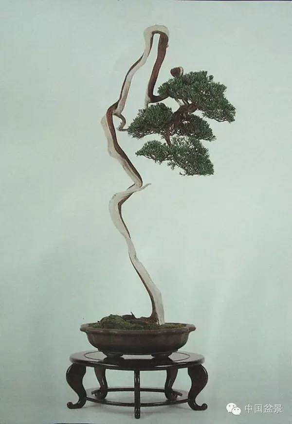 为什么盆景师法自然就要以自然为蓝本