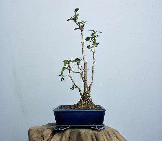 为什么盆景师法自然就要以自然为蓝本