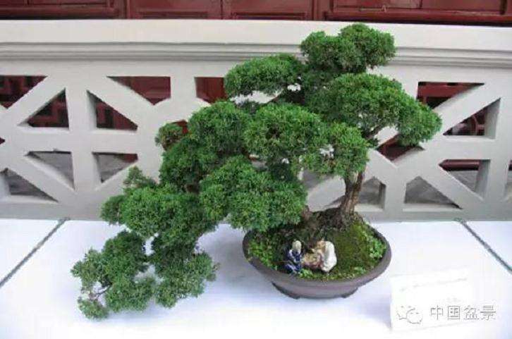 从3个方面来分析盆景的短命性