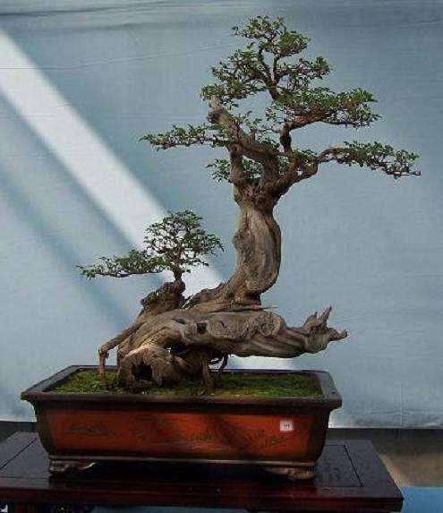 盆景作品的商品性与生命性的4个方面