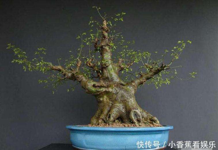 盆景作品的商品性与生命性的4个方面