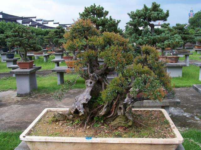 檵木盆景怎么浇水施肥的方法