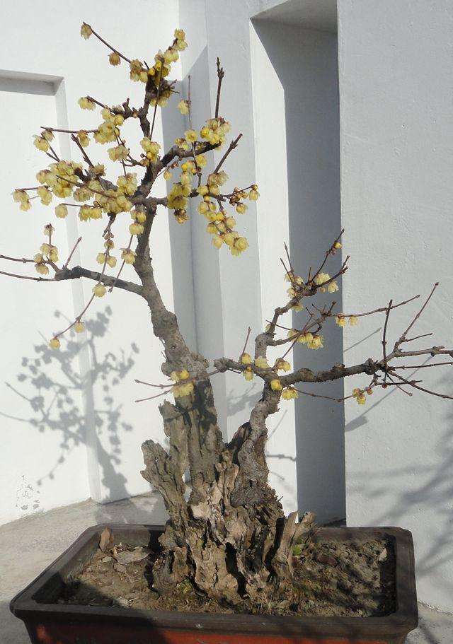 腊梅盆景怎么整形修剪的2个方法