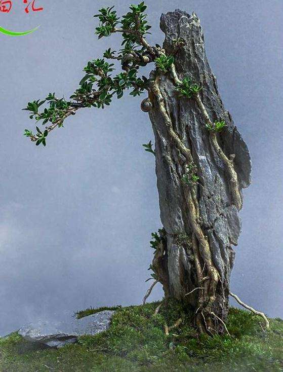 树石盆景怎么造型形式的方法