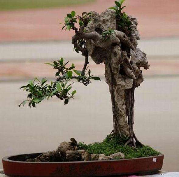 榕树盆景制作要与时俱进