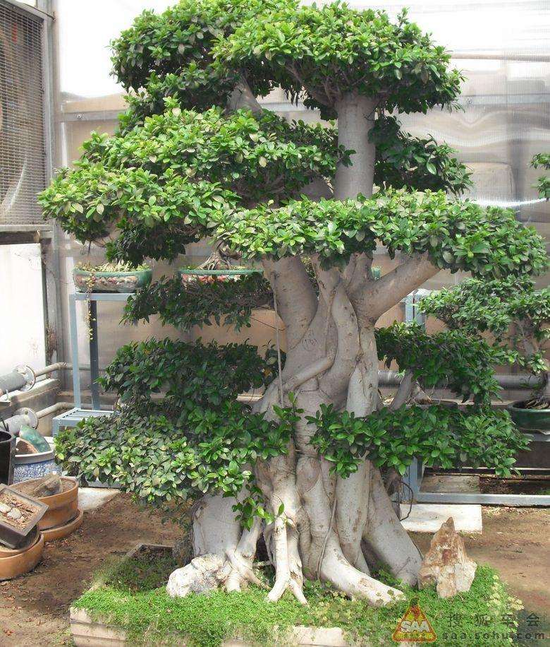 制作榕树盆景怎么注意枝条的变化