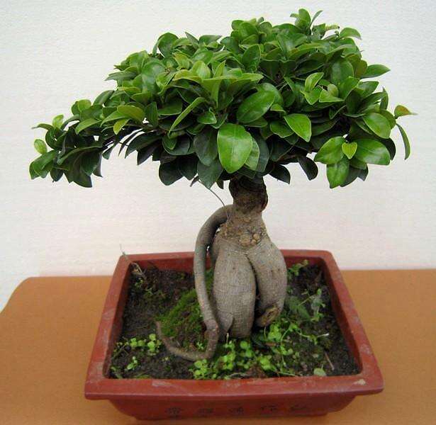 榕树盆景制作怎么注意空间架构的方法