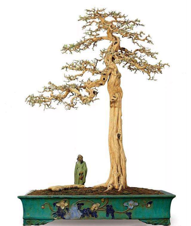 怎么确定盆景根盘观赏面的方法