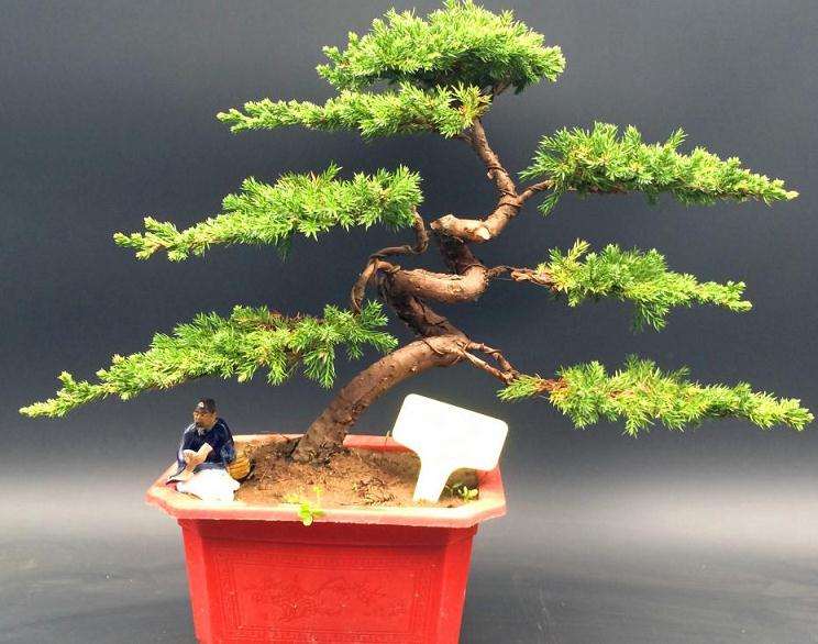 为什么地柏盆景上盆后新芽干枯