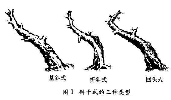图解 斜干式树木盆景怎么制作的方法