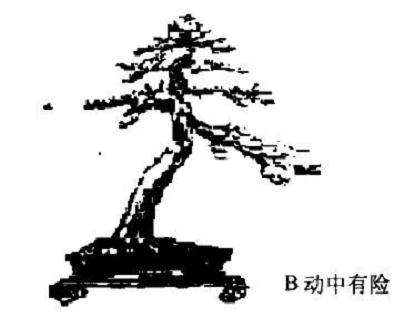 图解 斜干式树木盆景怎么制作的方法
