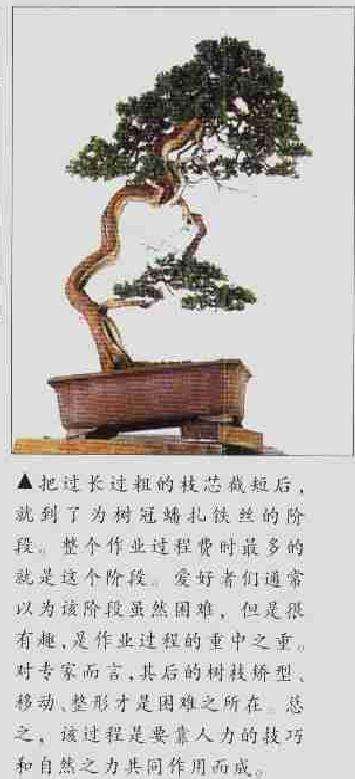 图解 柏树文人树盆景怎么制作的方法