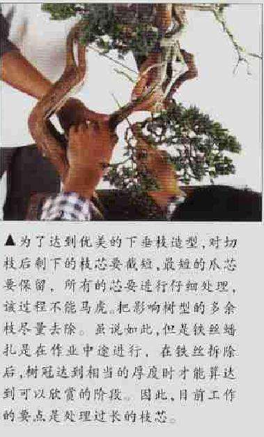 图解 柏树文人树盆景怎么制作的方法